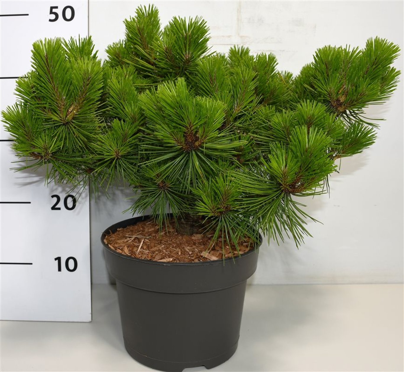 Pinus d. 'Low Glow' - C5 30-40 CM